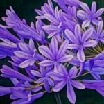 Agapanthus