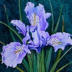 Iris Tenax