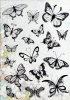 Clear stamps 6410/0066 - butterflies
