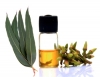 Fragrance oil 10ml, Eucalyptus