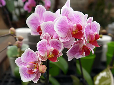 Ароматическое масло 10мл, Лаванда и орхидея ― VIP Office HobbyART