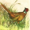 Salvrätik - 33 x 33 cm PHEASANT