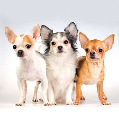 Салфетка для декупажа 13308550 33 x 33 cm CHIHUAHUA  ― VIP Office HobbyART