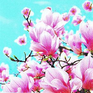 Salvrätikud - Салфетка для декупажа - 33 x 33 cm Blooming Magnolia
