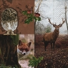 Салфетка для декупажа 21634 33 x 33 cm Forest resident