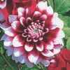 Napkin 21998 33 x 33 cm Dahlia