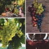 Napkin 22015 33 x 33 cm Grape harvest