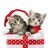 Napkin 33304320 33 x 33 cm CHRISTMAS KITTEN 