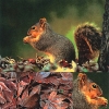 Salvrätik - 33 x 33 cm Squirrel