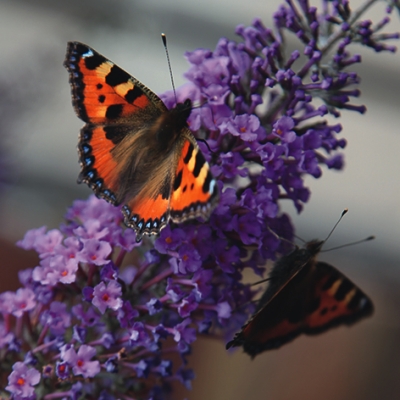 Salvrätik - 33 x 33 cm Peacock Butterfly