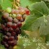 Salvrätik - 33 x 33 cm Red Grapes