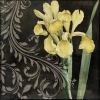 Salvrätik 373425 33 x 33 cm  Iris Amarillo
