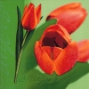 Салфетка для декупажа - 33 x 33 cm Tulipe