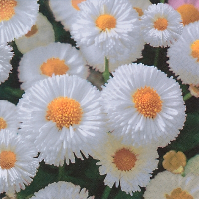 Salvrätik - 33 x 33 cm White Daisies