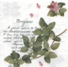 Salvrätik L-471290 33 x 33 cm OREGANO white 