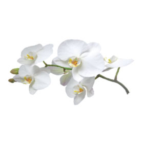 Ароматическое масло 50мл, орхидея ― VIP Office HobbyART