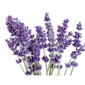 Aroomiõli soap fragrance oil 10ml, lavender 2 ― VIP Office HobbyART