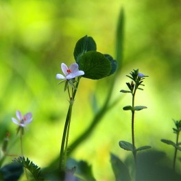 Aroomiõli 50мл, Herbs