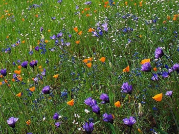 Aroomiõli 50мл, Gamma (spring flowers)