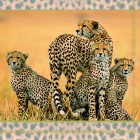 Napkin 13305640 33 x 33 cm CHEETAH FAMILY ― VIP Office HobbyART