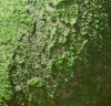 Краска текстурная эффект мха Moss effect 3633 light green 90 ml Cadence