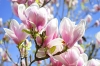 Aroomiõli 50мл, Parfum Magnolia