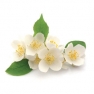 Fragrance oil 50ml, jasmin