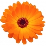 Fragrance oil 50ml, Calendula 2 (calendula leaves)