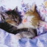 Salvrätik 371582 33 x 33 cm Kitten