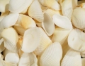 Seashells 2, white