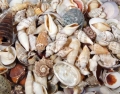 Seashells 5, natural-coloured