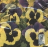 Napkin Pansies Meadow SDL270000