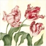 Napkin Tulipa Sylvestris red SDL023000