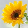 Napkin Sunny Flower SDL440000
