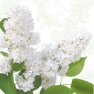 Napkin White lilac SDL460000