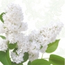 Салфетка для декупажа White lilac SDL460000