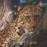 Салфетка для декупажа 211134 33 x 33 cm Leopard