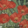 Salvrätik 211242 33 x 33 cm Poppy Flowers