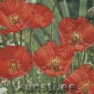 Салфетка для декупажа 211242 33 x 33 cm Poppy Flowers