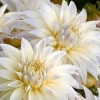 Fragrance oil 50ml, White Flowers